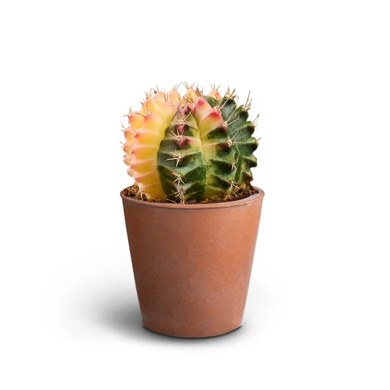 Grønne planter i potter Høyde 15 cm