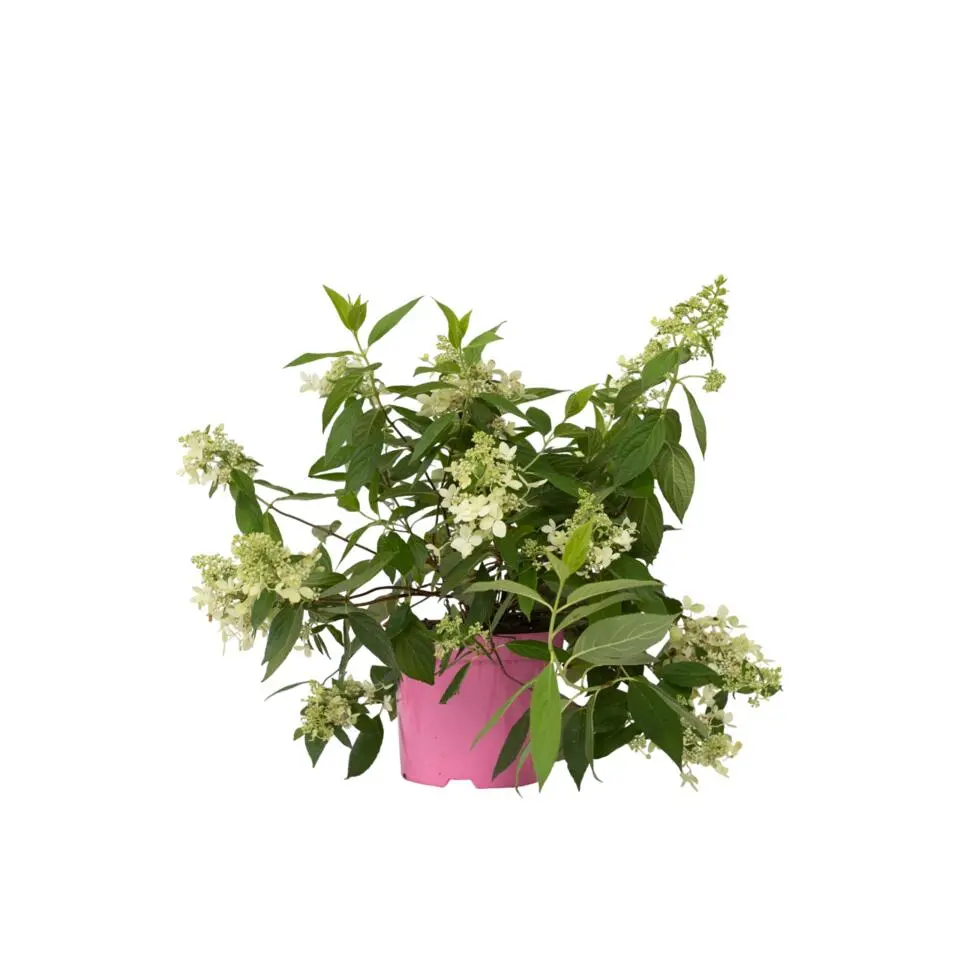 Pluimhortensia - Hydrangea paniculata 'Confetti' - Hoogte 25-40cm - ⌀19cm