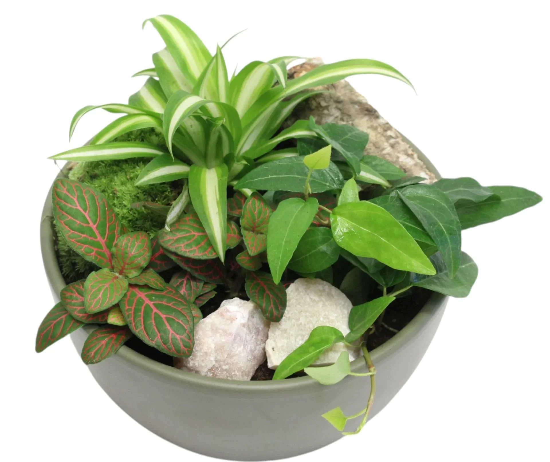 Grønne planter dec. i potte Ø18 cm