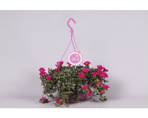 Portulaca grandiflora Ø 25 cm pot FloraSelf