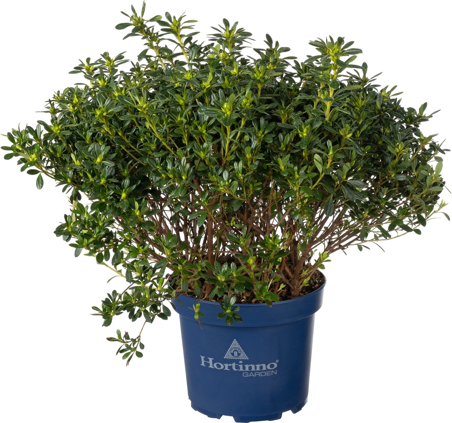 Japanse Azalea (Rhododendron japonica 'Evergreen') wit D 23 H 40 cm