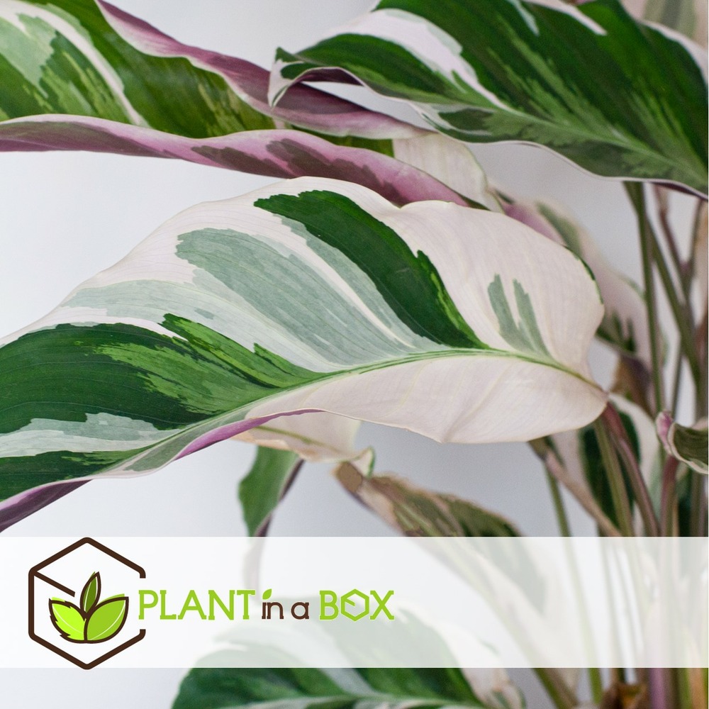 Calathea fusion white - purificateur d'air - pot 14cm - hauteur 30-40cm