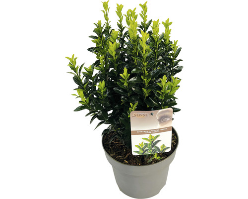 Japanse kardinaalsmuts 'Green Spire' FloraSelf Euonymus japonicus 'Green Spire' H 30-40 cm Co 5 L bossig