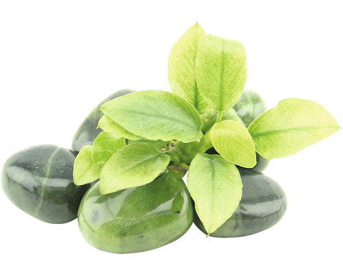 Dwergspeerblad speerblad - Anubias barteri var. oma 'Jade'
