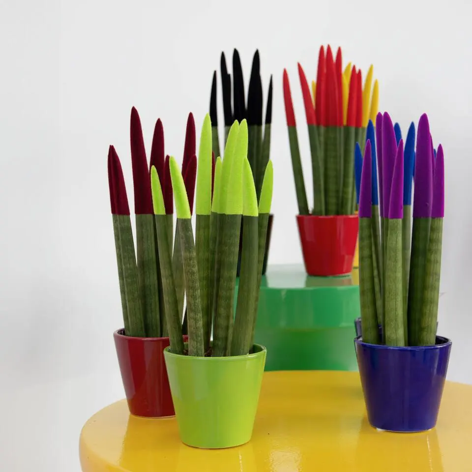 Afrikaanse Speerplant - Sansevieria cylindrica - Hoogte 20-40cm - Pot 9cm