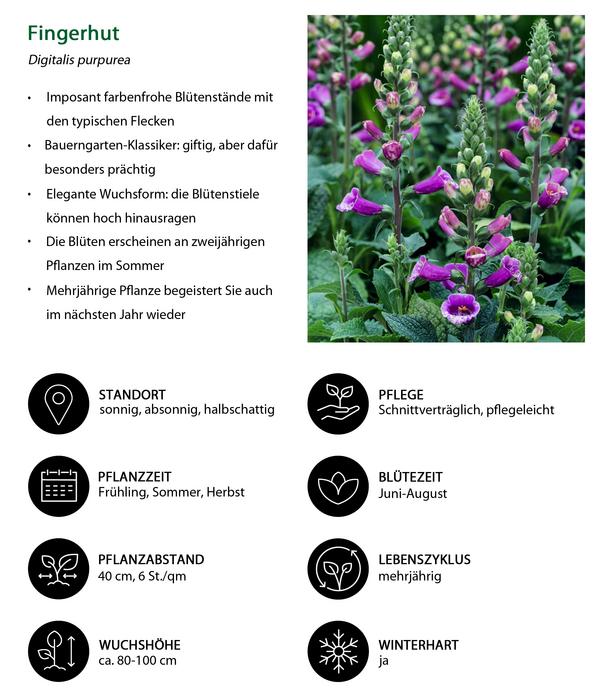 Fingerhut, verschiedene Sorten