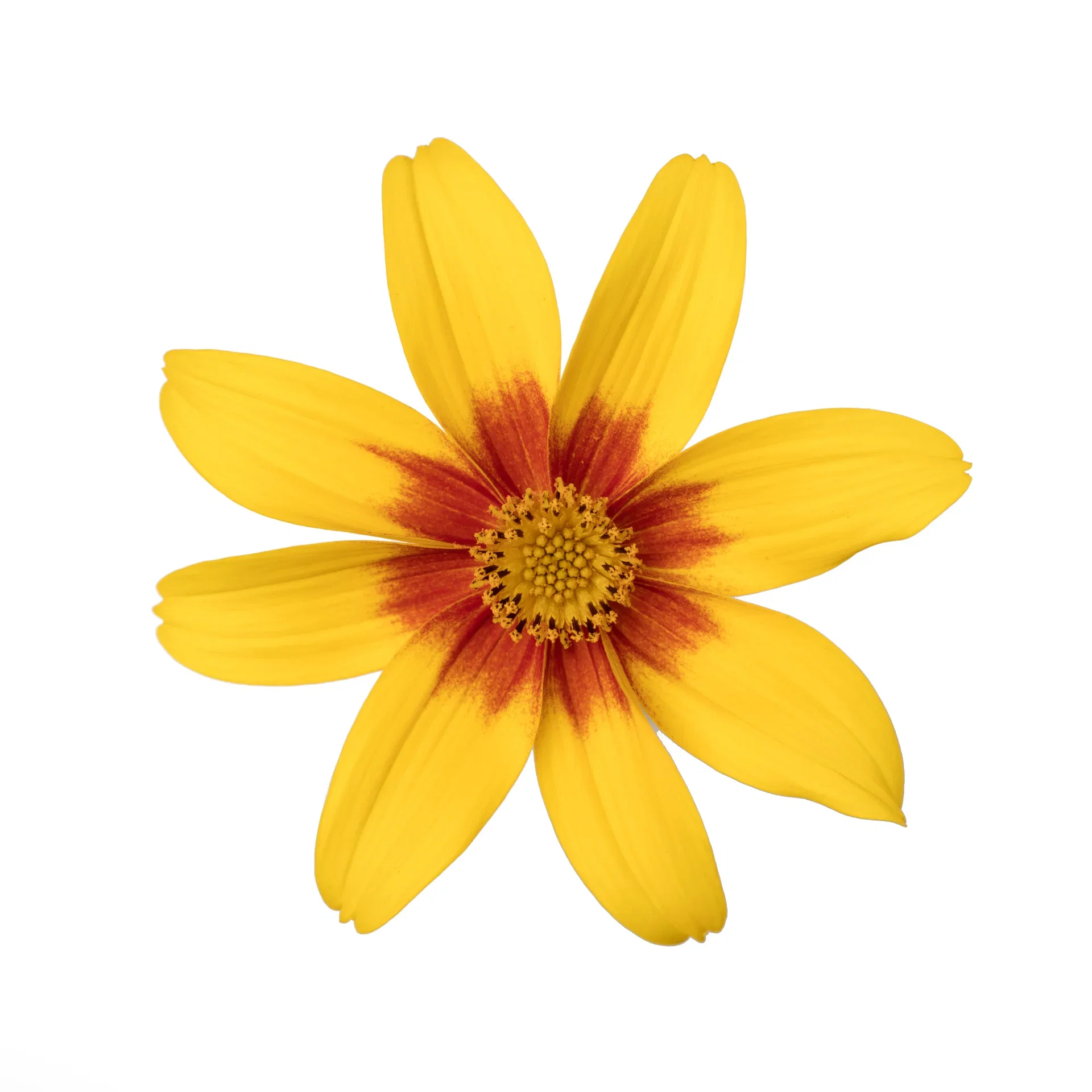 Bidens brazen 'Eternal Flame’ 12 cm Bidens 'Eternal Flame’ Ø12 cm