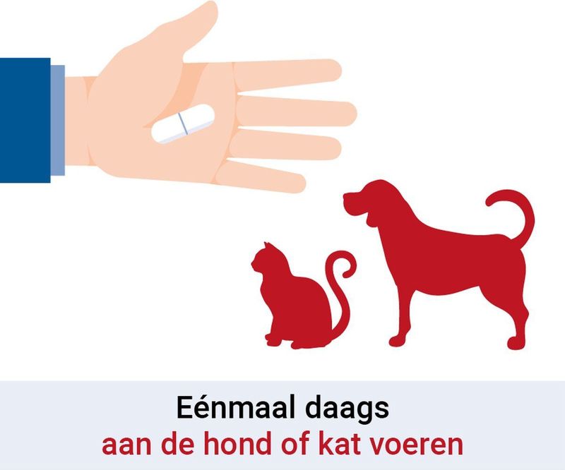 Pharmox - Hond & Kat PEA 100% Puur - Dierensupplement - 60 Capsules