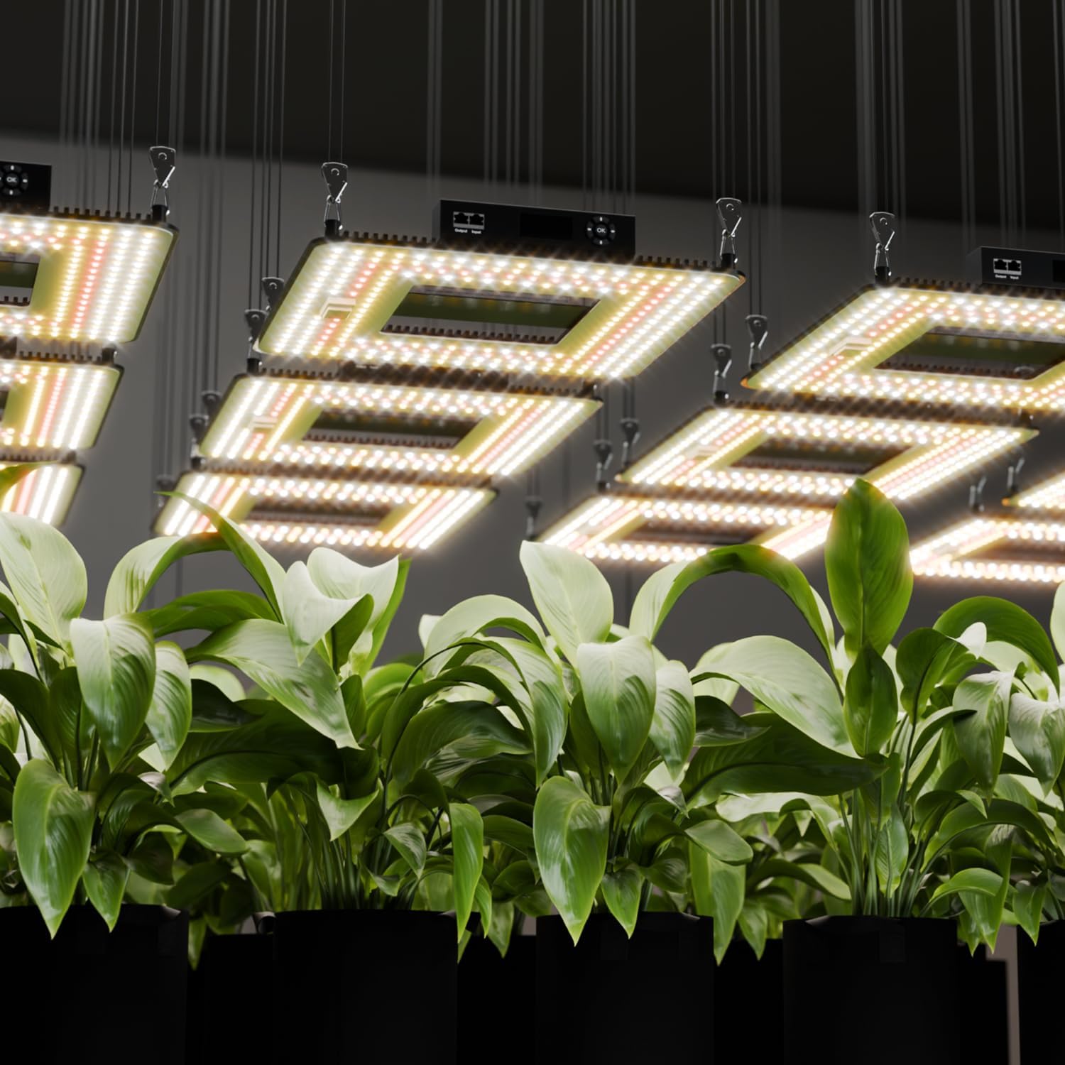 Turbo1000 LED Grow Lampe –LM301H EVO Dioden 100W, Vollspektrum & 0–100% dimmbar mit Timer, Energieeffiziente Pflanzenlampe für Indoor Anbau, Abdeckung 70×70 cm, 5 Jahre Garantie