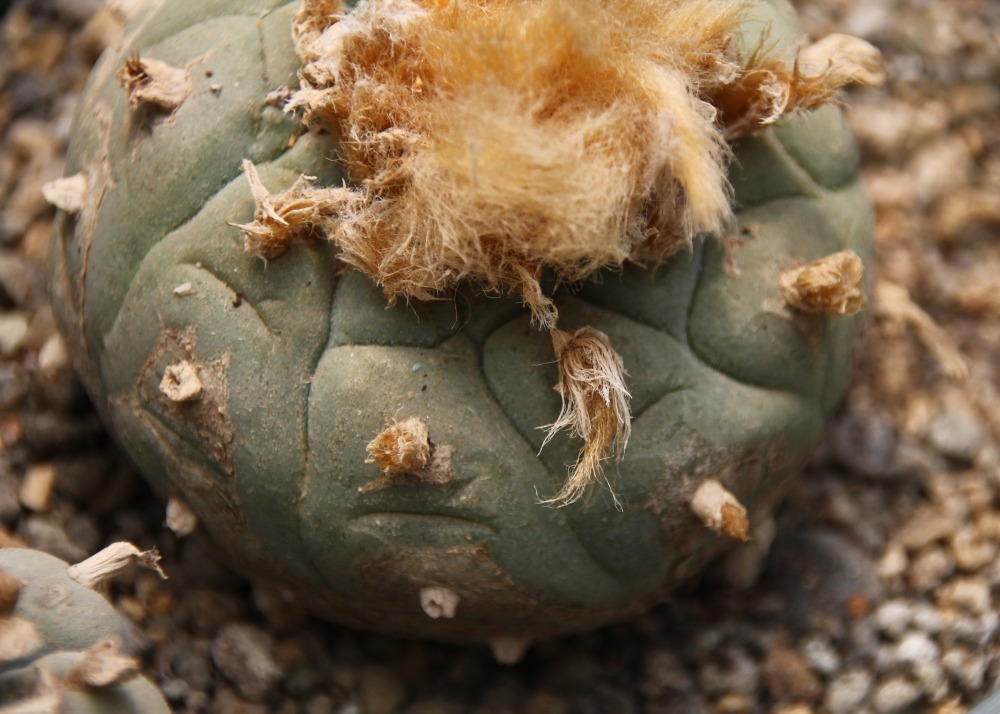 Peyotl - 20 graines - avec substrat - lophophora williamsii
