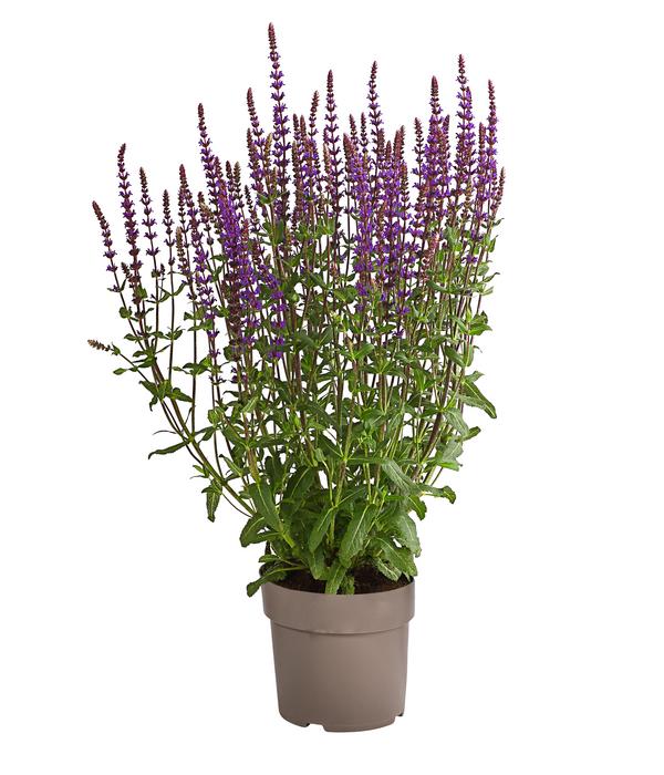 Garten-Salbei, lila/blau