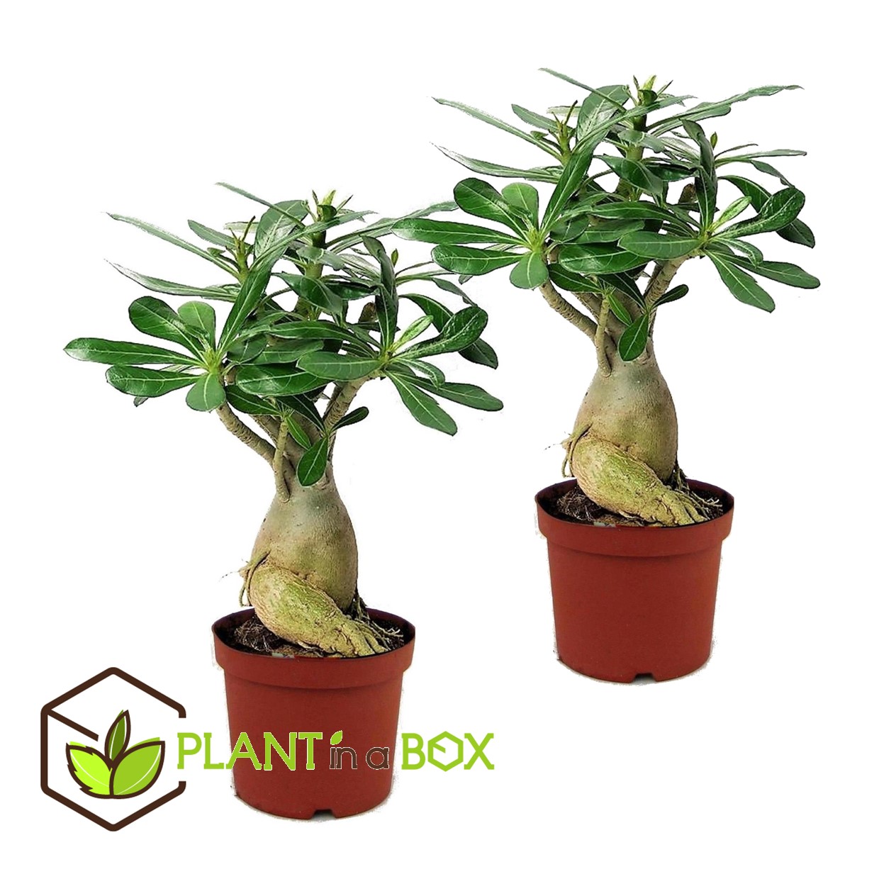 Adenium obesum - set de 2 - roses du désert - pot 10.5cm - hauteur 25-40cm