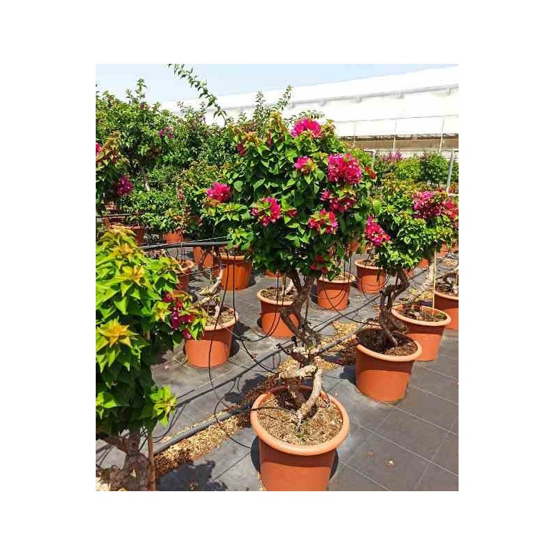 Bougainvillea bougainvillea 'mini thai' (bougainvillier nain) taille pot de 25l - boule - 50/60cm