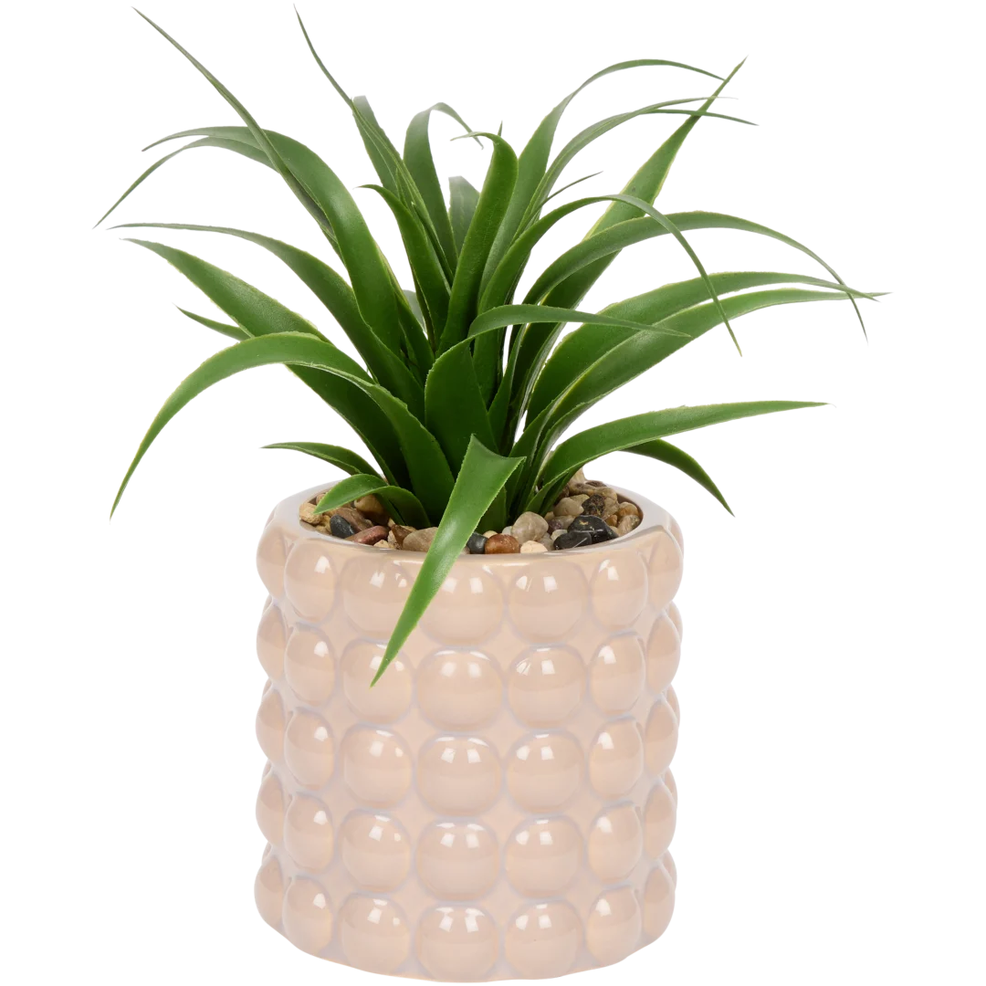 The Hamptons Collections HOME vetplant in pot 20 cm | diverse varianten