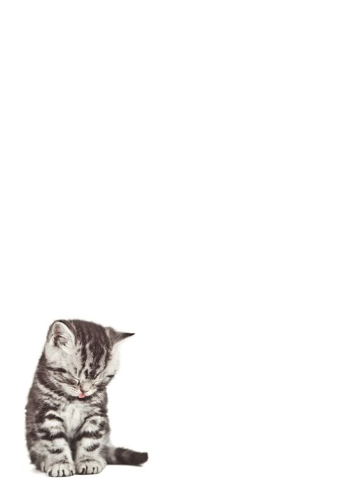 Studio Pets | Sorry kaart | Kleindochter | Schattig