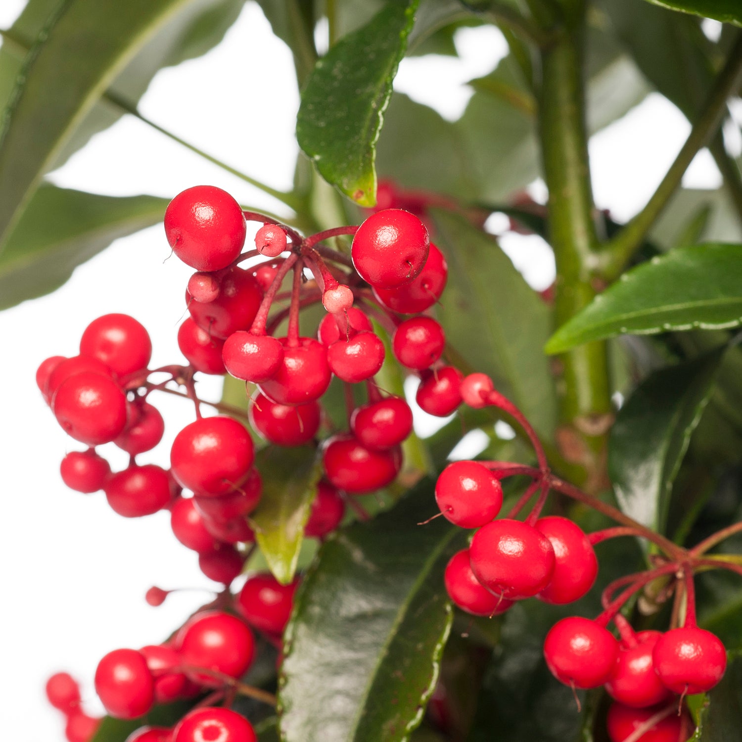 Ardisia (Ardisia crenata 'Bos Premium') D 14 H 40 cm