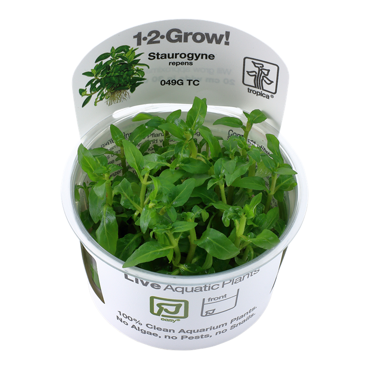 Waterplant Staurogyne Repens