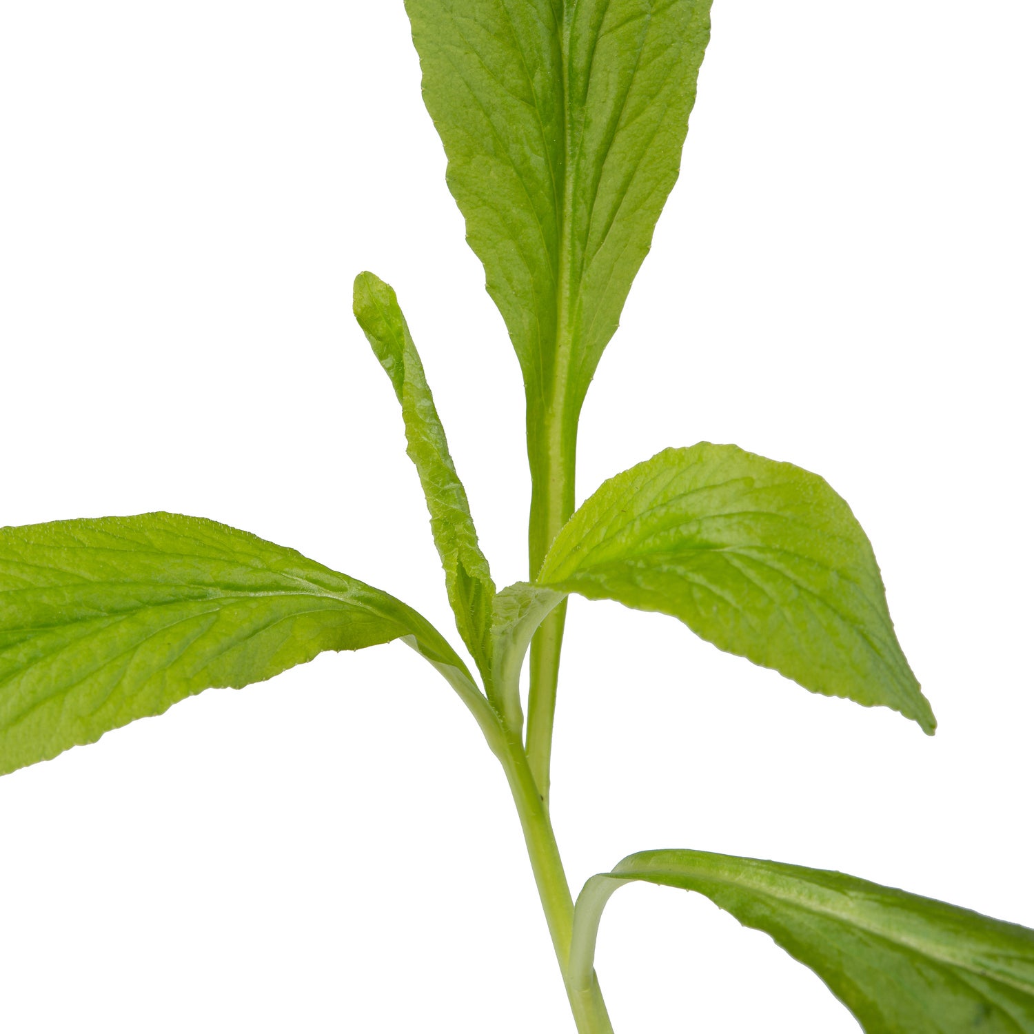 Waterlobelia (Lobelia siphilitica) D 9 H 20 cm