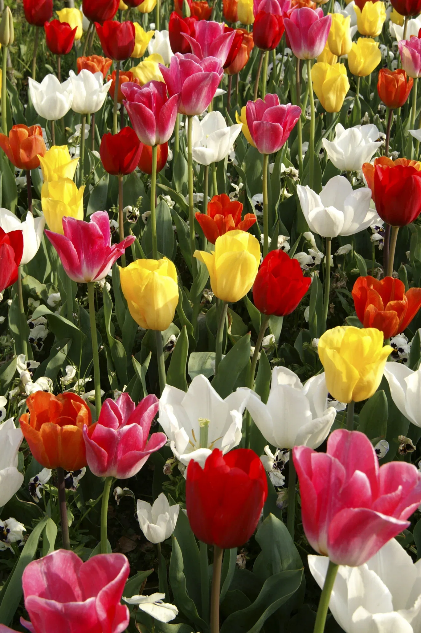 Tulipa gesneriana Triumph-Group Triumph-tulipan