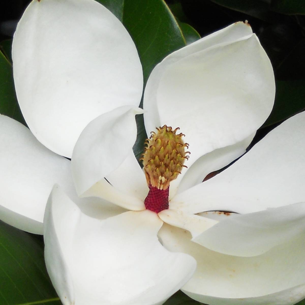 Magnolia à grandes fleurs grandiflora galissoniensis/magnolia grandiflora galissoniensis[-]pot de 4l - 40/60 cm