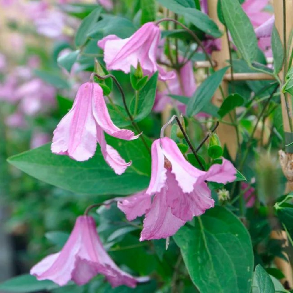 Clématite 'alionushka' - clematis integrifolia 3l