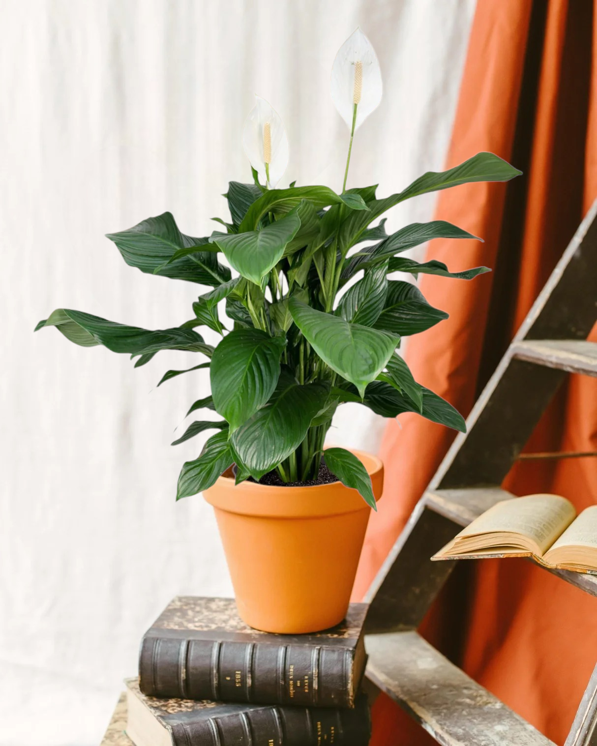 Plante d'intérieur - grand spathiphyllum 80cm