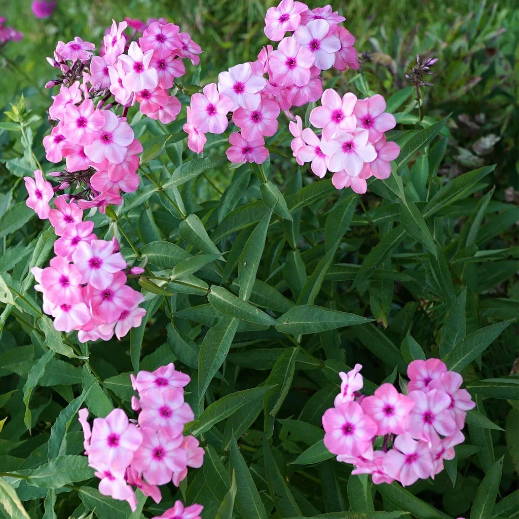 Phlox paniculata 'Bright Eyes' Høstfloks 'Bright eyes' Ø11 cm