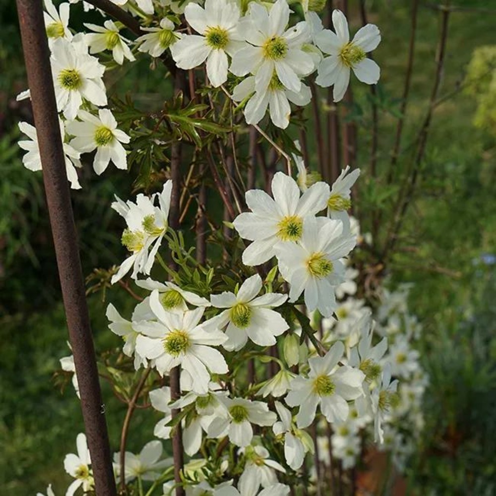 Clématite 'early sensation' - clematis forsteri 3l