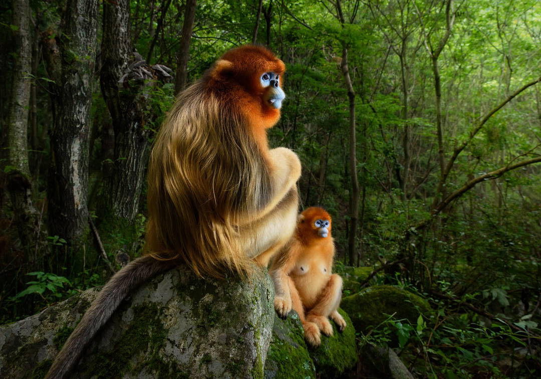The Golden Couple by Marsel Van Oosten - Limited Edition. Edition of: 100. Signed.