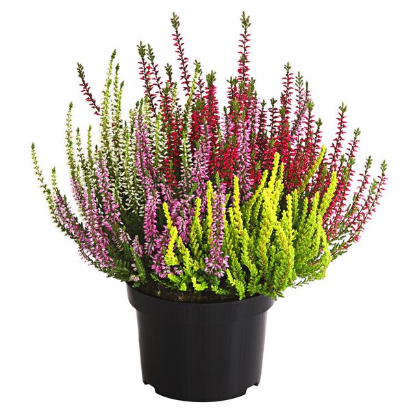 Knospenheide 'Quattro-Girls®'