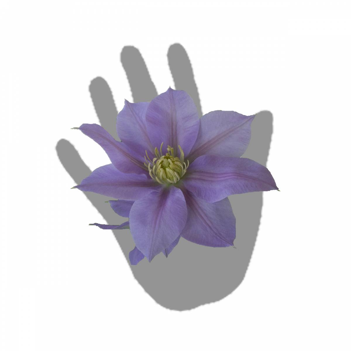 Clématite bernardine™ 'evipo061'/clematis bernardine™ 'evipo061'[-]pot de 1,5l - tuteur bambou 30/60 cm