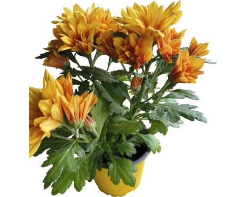 Herfstchrysantenmix Chrysanthemum indicum Ø 10,5 cm pot willekeurige variëteitselectie