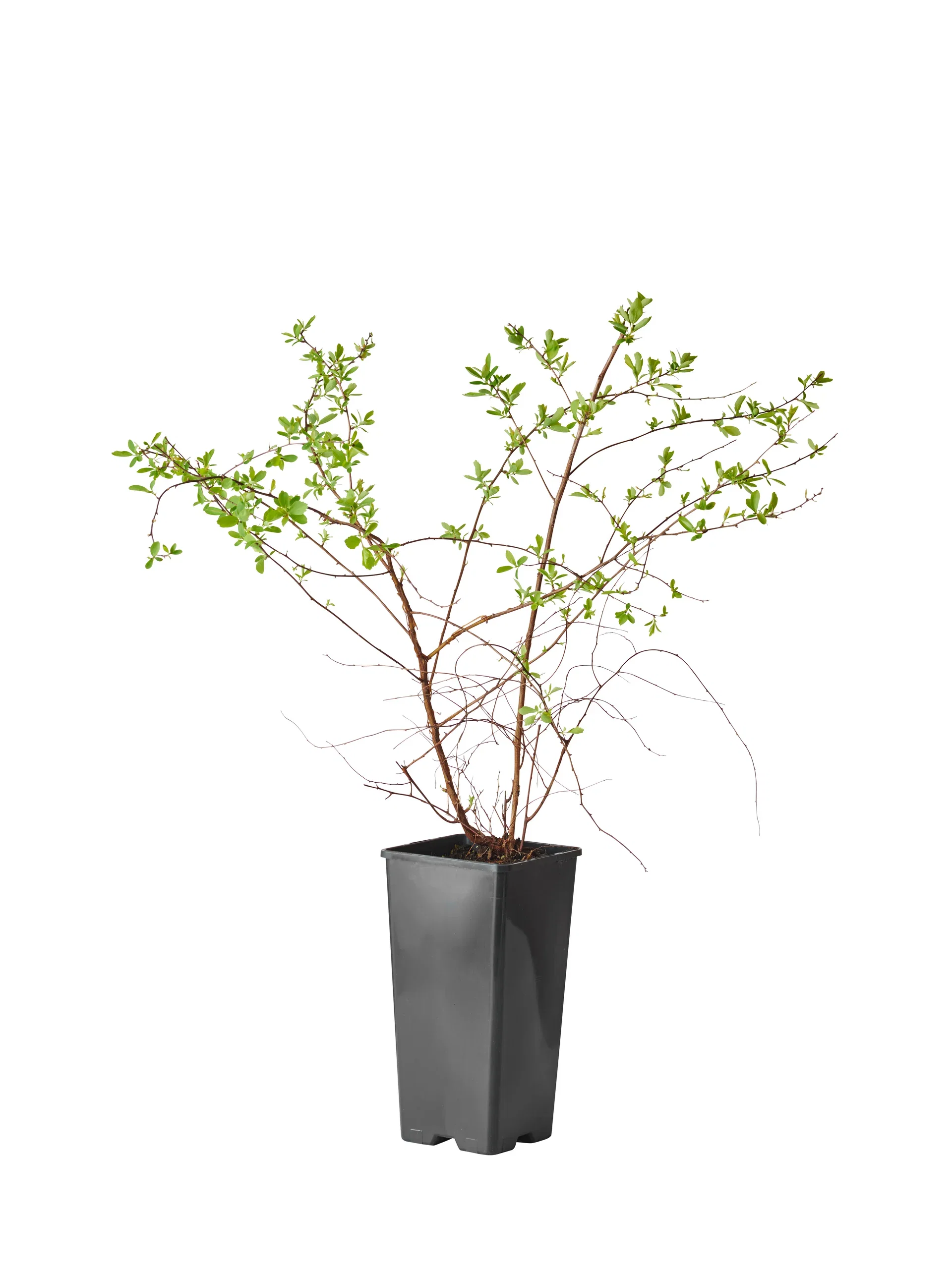 Spiraea x vanhouttei Gentspirea Ø15 cm