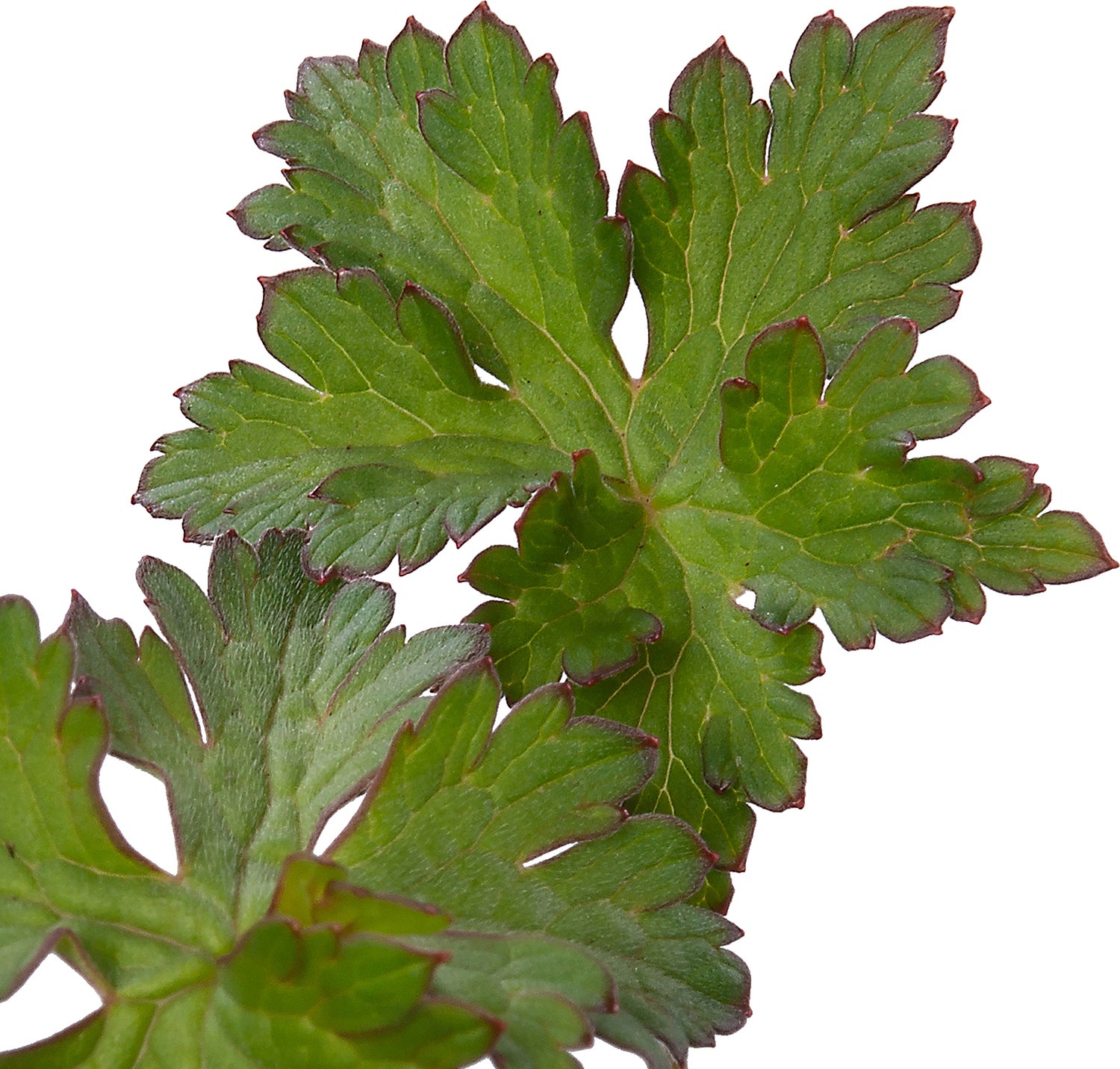 Ooievaarsbek (Geranium himalayense 'Gravetye') D 9 H 10 cm