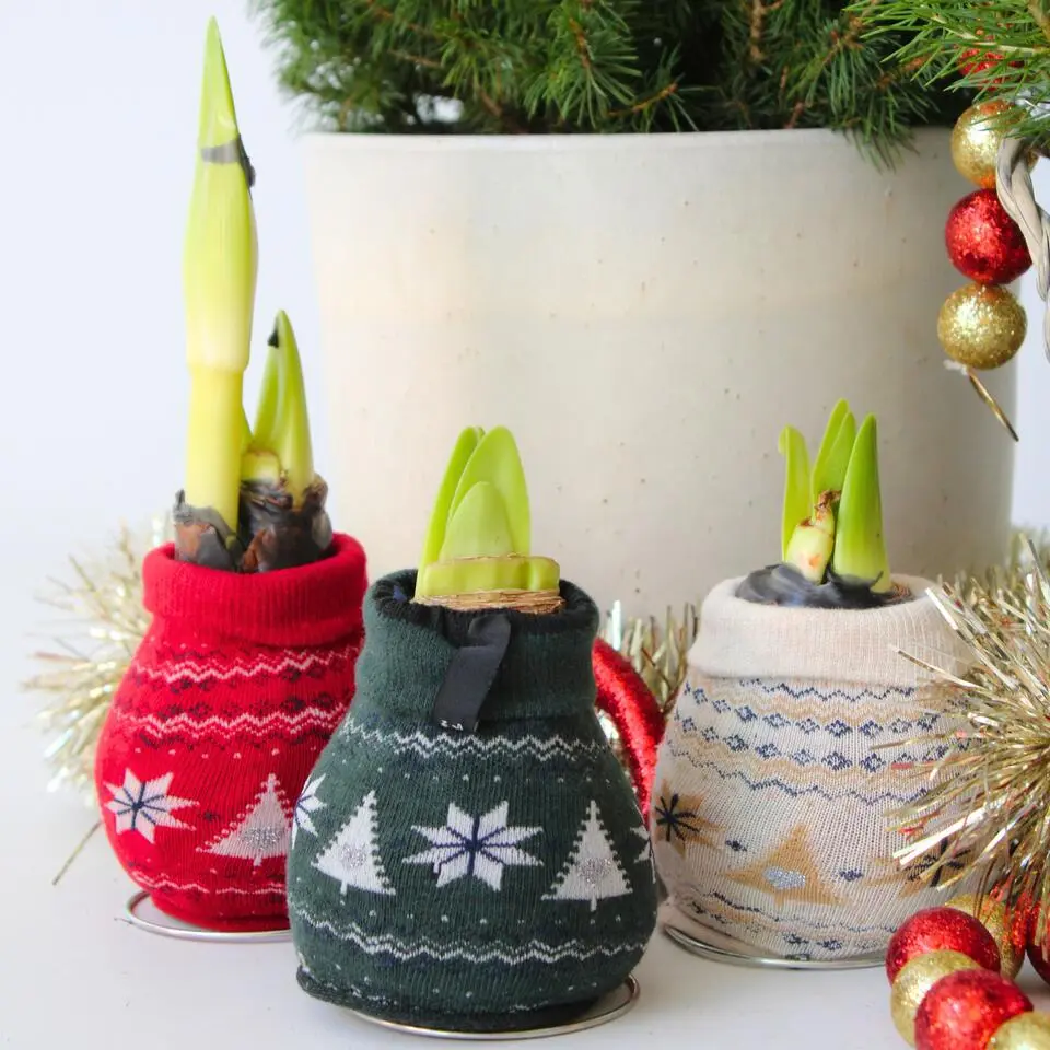 Amaryllis - Set van 3 - Hippeastrum 'Christmas Sweater' - Bloembol - Rood