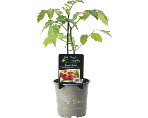 Saladetomaat 'Phantasia' F1 FloraSelf Ø 10,5 cm pot, bijzonder ziekteresistent