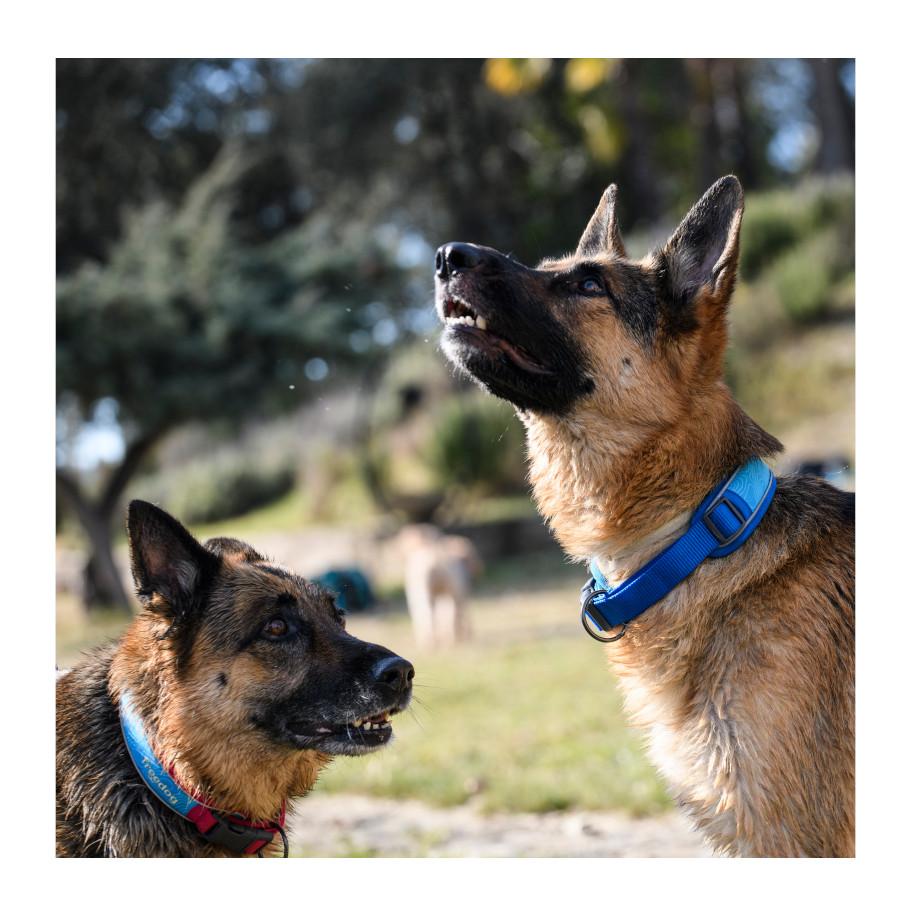 Coleira refrescante Freedog Cool Pro Tech Azul para cães