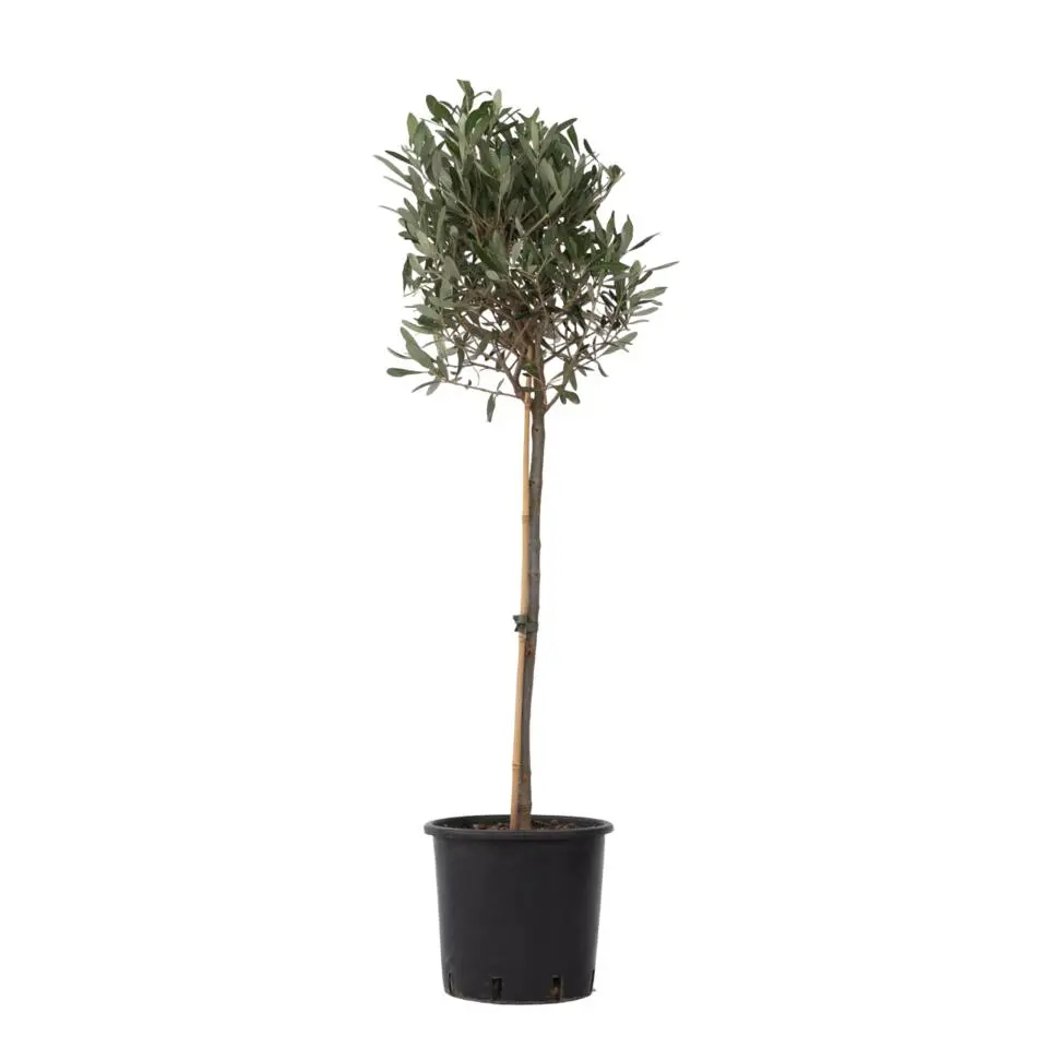 Olijfboom - Olea europaea - Hoogte 90-100cm - ⌀21cm