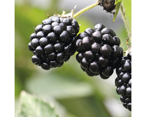 Biologische doornloze braam (Rubus fruticosus 'Navaho® Arapaho') H 30-40 cm Co 3,4 L zeer aromatisch
