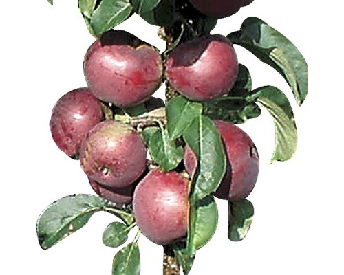 Biologische zuilvormige appel FloraSelf Bio Malus domestica 'Blue Moon' H 100-130 cm Co 7.5 L