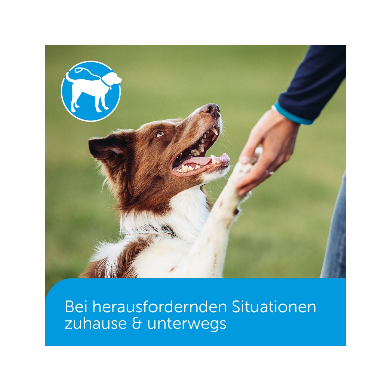 ADAPTIL Calm Halsband Anti Stress Erziehungshalsband M-L