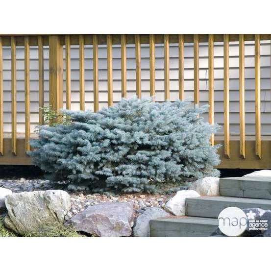 Picea glauca Globosa H : 30/40 cm : ctr 4 L