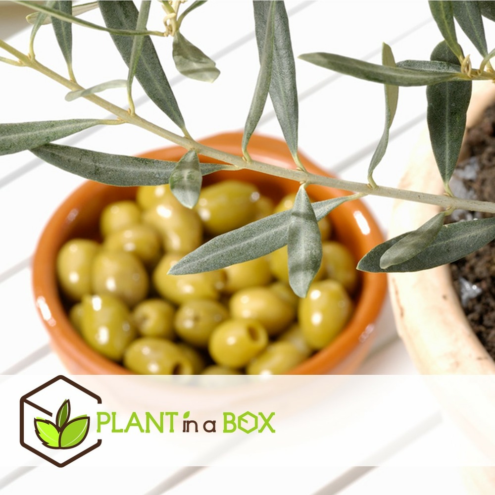 Olea europaea - oliviers - pot 9cm - hauteur 25-40cm