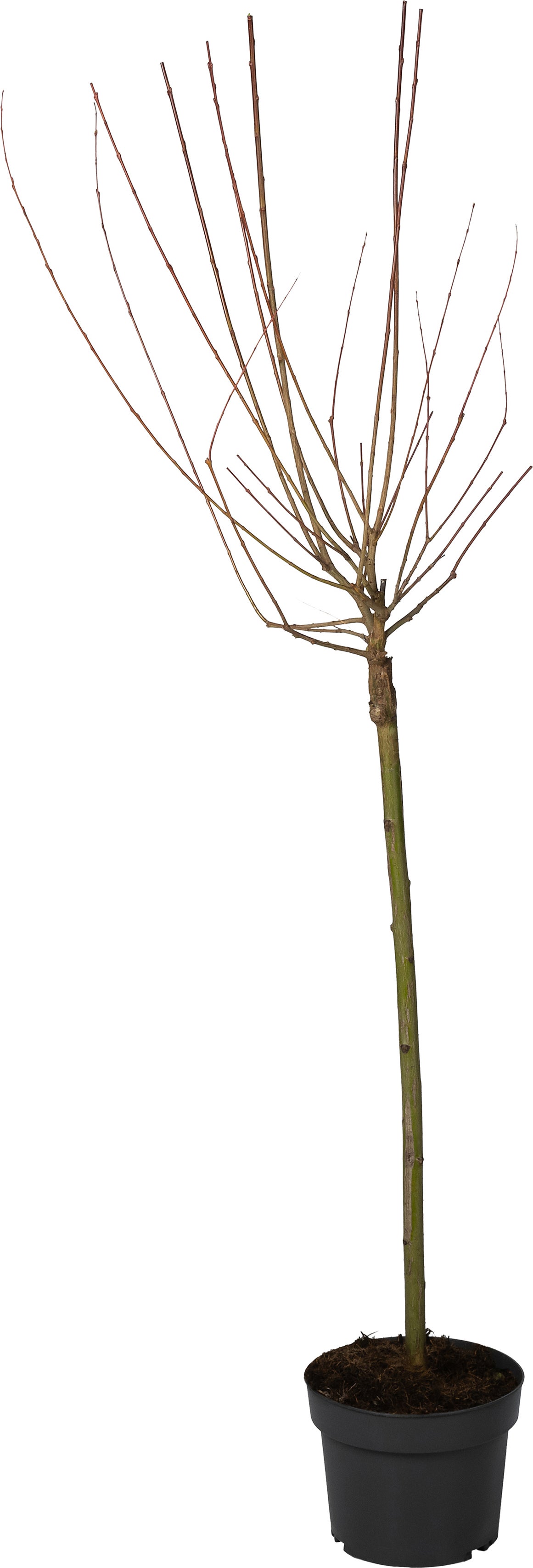 Bonte Wilg (Salix integra 'Hakuro Nishiki') D 17 H 100 cm