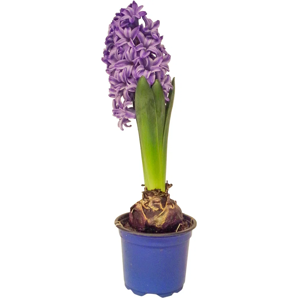 Hyacinthus orientalis Svibel Omkrets 19 cm