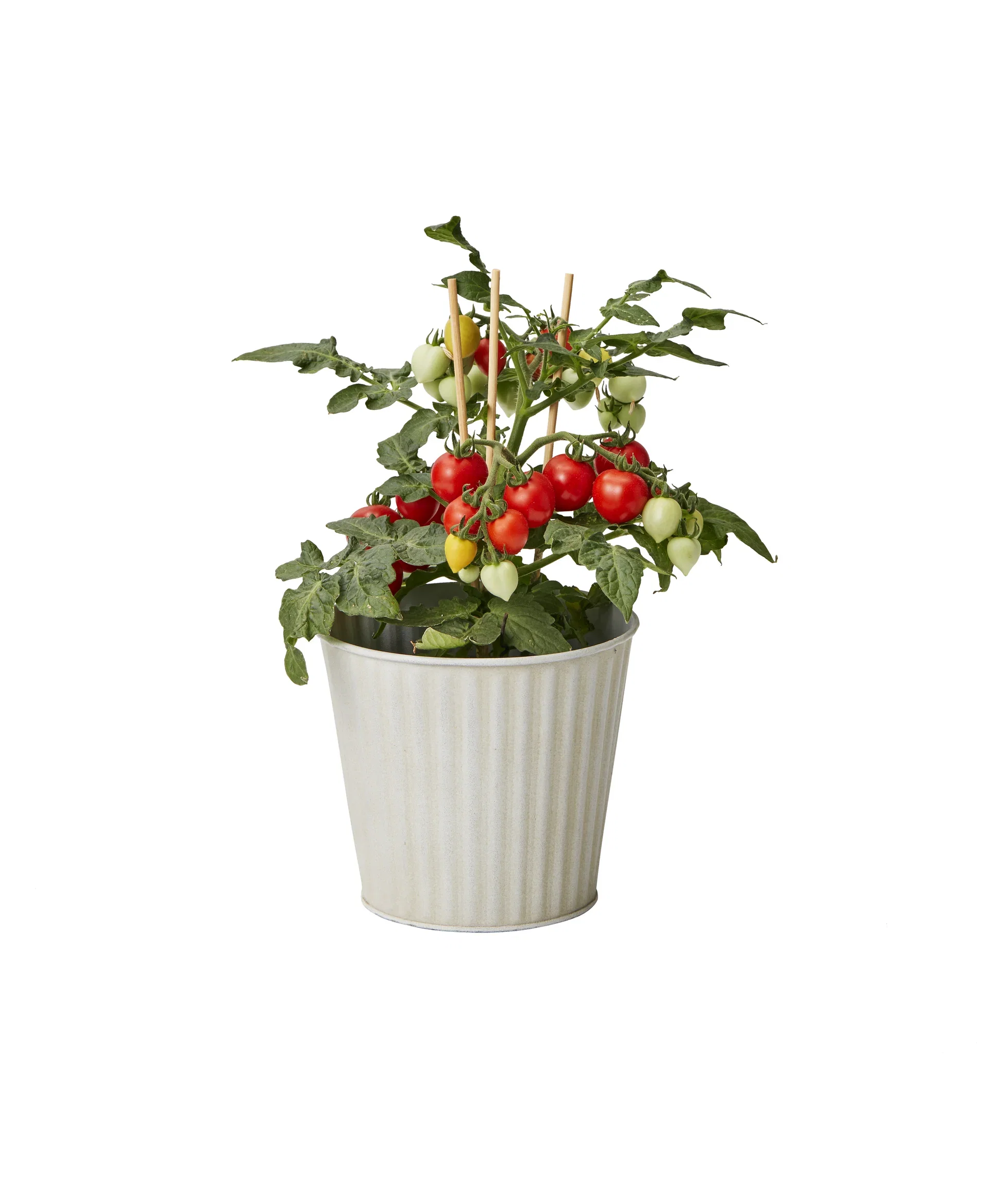 Ready Minis Tomato Red 10,5 cm Minitomat Ø10,5 cm