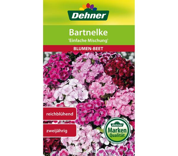 Dehner Samen Bartnelke 'Einfache