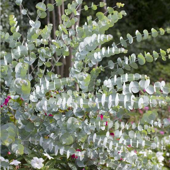 Branche Eucalyptus Cinerea 1 tige H60/70cm