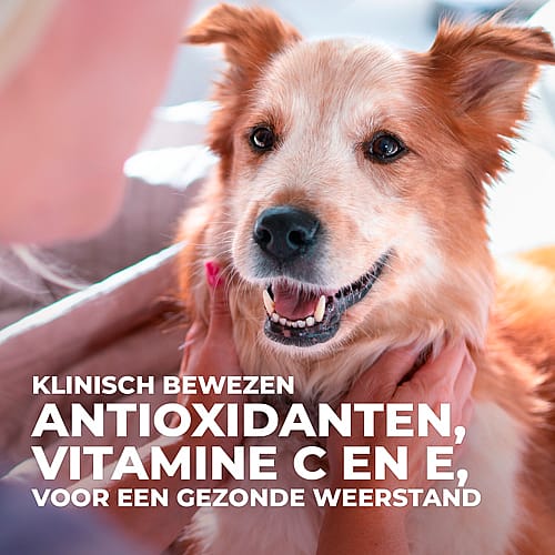 Hill's Science Plan Medium Mature Adult 7+ Hondenvoer