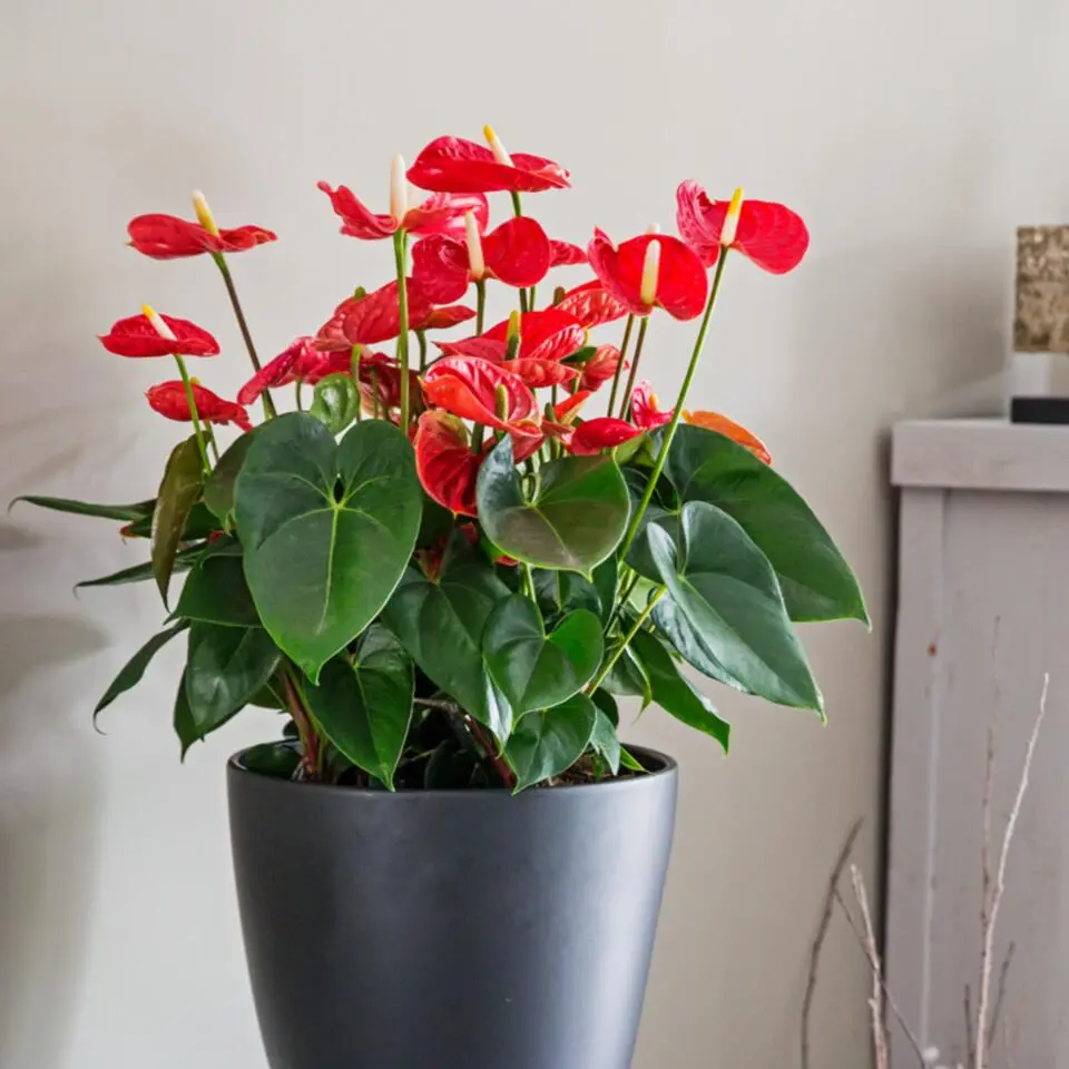 Flamingoplant - Anthurium 'Madural Red' - Hoogte 55-70cm - ø17cm